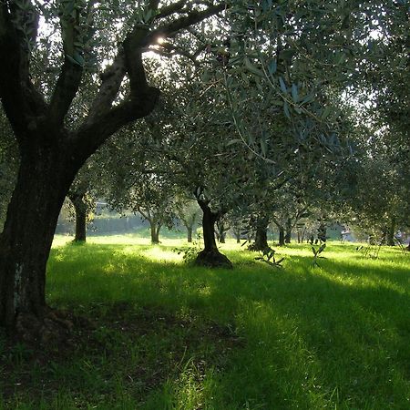 Olive Tree Hill Bed & Breakfast Zagarolo Exterior photo