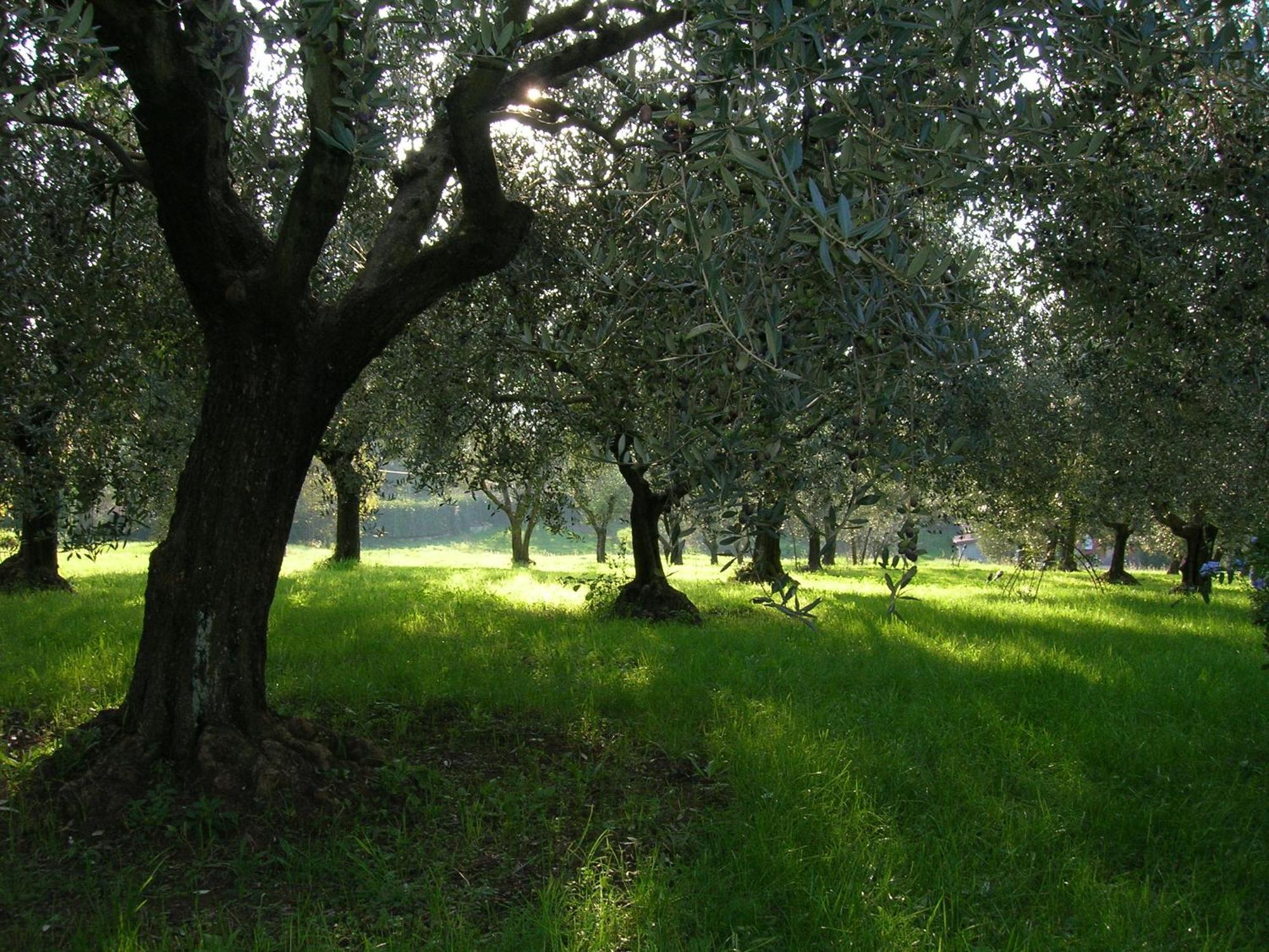 Olive Tree Hill Bed & Breakfast Zagarolo Exterior photo